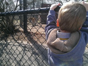 Now looking at The Boy's favorite animal...tiger!